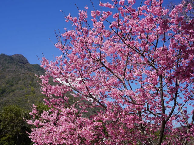 拉拉山遊客中心櫻花美景
