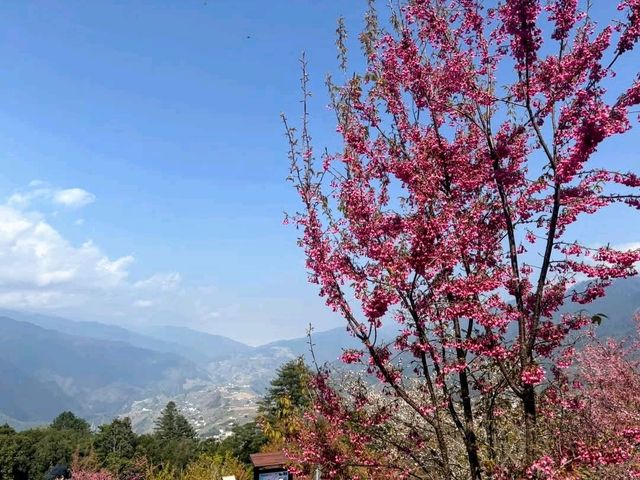福壽山千櫻園，上千株櫻花現正滿開中！
