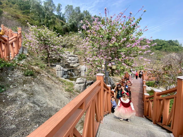 ✨深圳華英路景觀公園🌸赤灣櫻花園