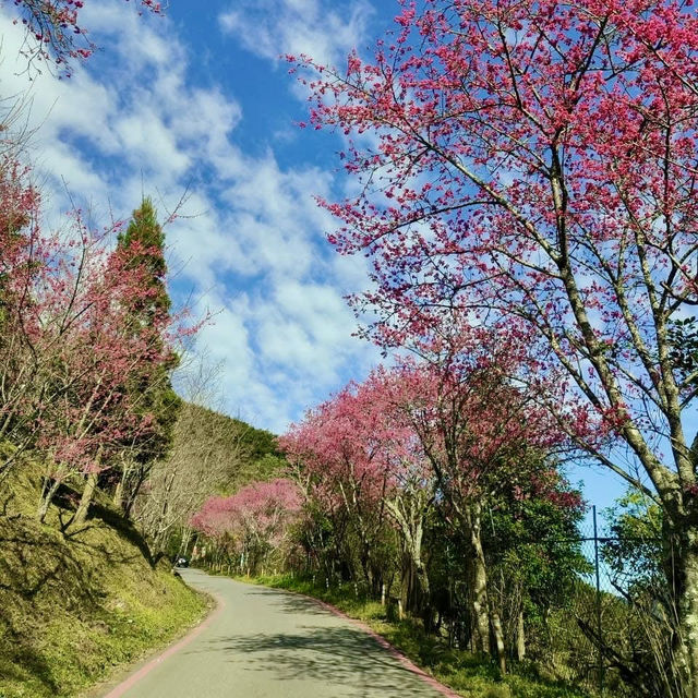 櫻花加油喔！李花太會搶鏡頭了