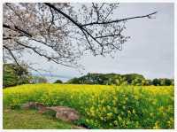 วิธีเดินทาง: Fukuoka -> Nokonoshima Island Park