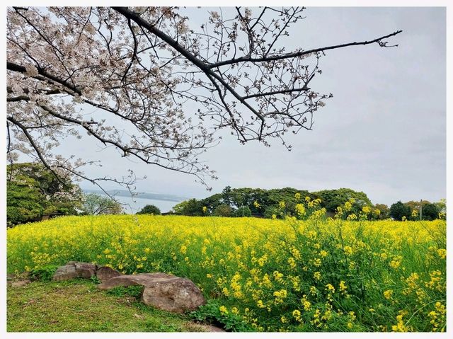 วิธีเดินทาง: Fukuoka -> Nokonoshima Island Park