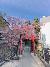 【熱海】超穴場スポット!!源泉を護る神社・走湯神社