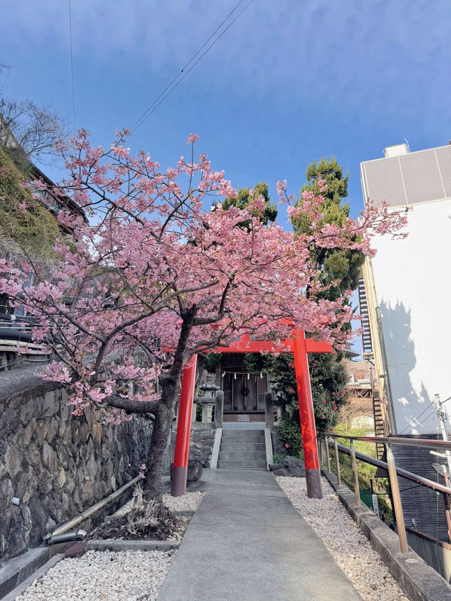 【熱海】超穴場スポット!!源泉を護る神社・走湯神社