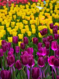 春回大地💐花花世界🗓香港花卉展覽2025