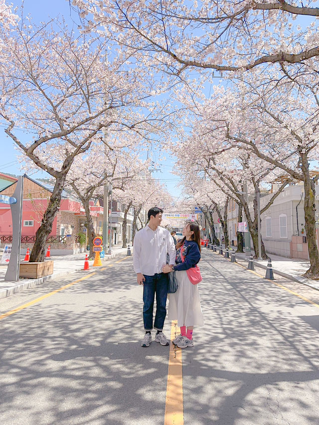 곧 다가오는 진해군항제
