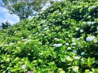 萬里高家繡球花田