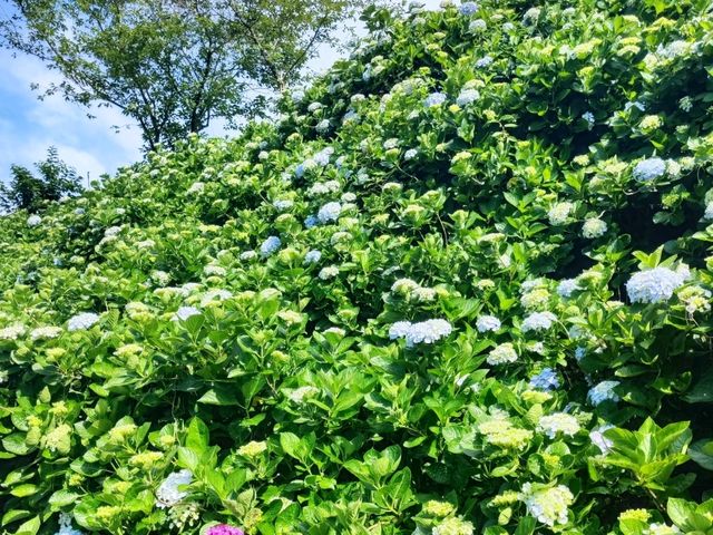 萬里高家繡球花田