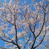 🌸 **釜山三樂生態公園櫻花觀賞分享** 🌸
