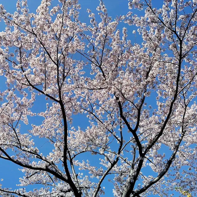 🌸 **釜山三樂生態公園櫻花觀賞分享** 🌸