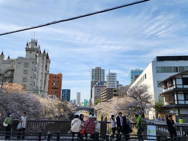 目黒川の桜が彩る春の散歩道、訪れるべき絶景スポット