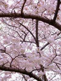 🌸  橫濱賞櫻秘景|📍汽車道 