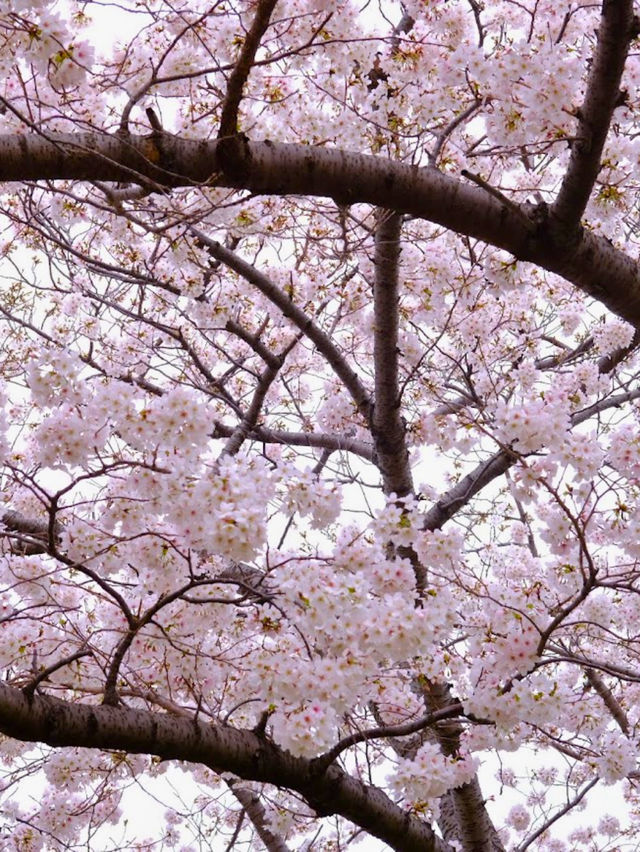 🌸  橫濱賞櫻秘景|📍汽車道 
