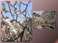 ชมซากุระฟรีได้ที่shanghai natural history museum 