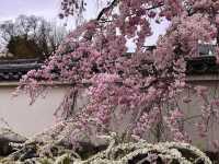 Chasing Sakura at Koko-en Garden
