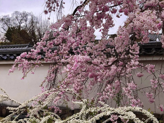 Chasing Sakura at Koko-en Garden