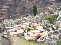 Chasing Sakura at Jinchaun Country in Sichuan Province