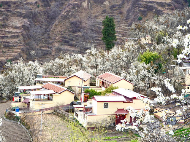 Chasing Sakura at Jinchaun Country in Sichuan Province