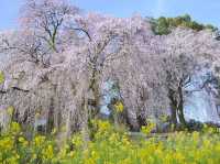 Chasing Sakura at Hokkebadu Flower Garden in Ukiha City