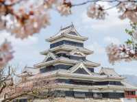 Chasing Sakura at Matsumoto Castle