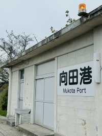 【広島、佐木島】千本桜🌸山いっぱいの美しさ