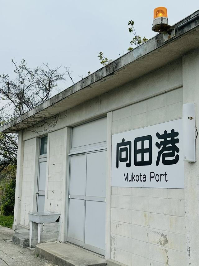 【広島、佐木島】千本桜🌸山いっぱいの美しさ