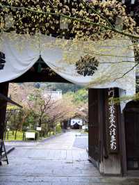 【京都×春旅】 境内中心の大きな池  裏手の華美でない奥ゆかしさ