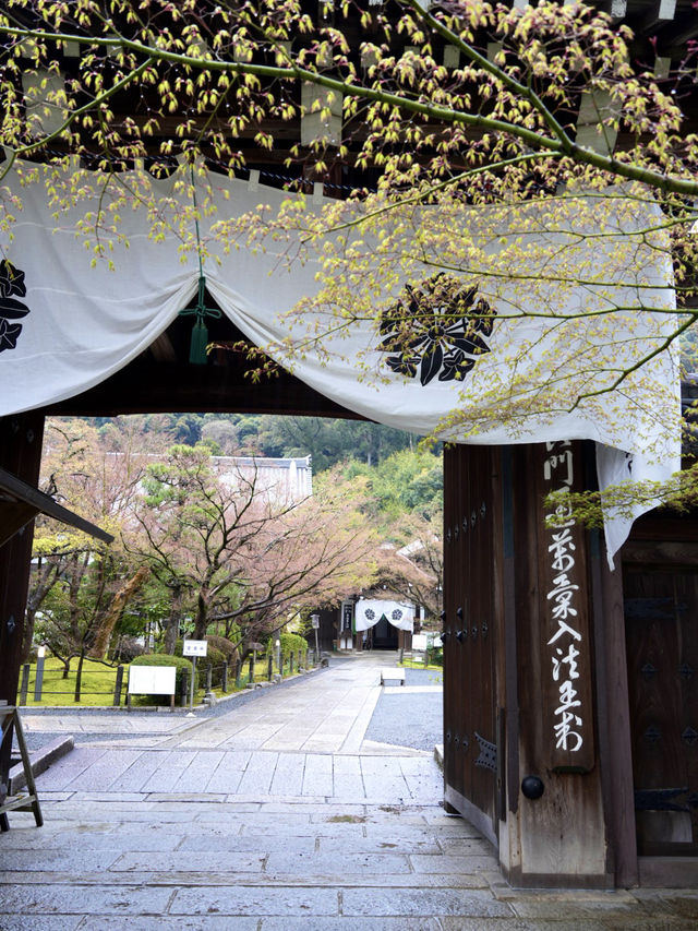 【京都×春旅】 境内中心の大きな池  裏手の華美でない奥ゆかしさ