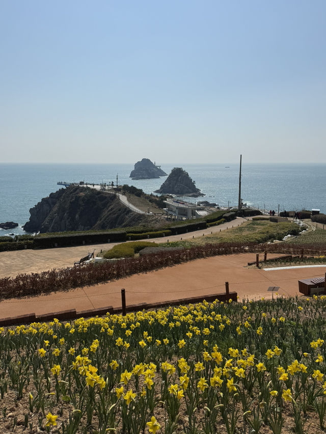 오륙도 수선화, 봄을 알리는 노란 물결 🌼🌊