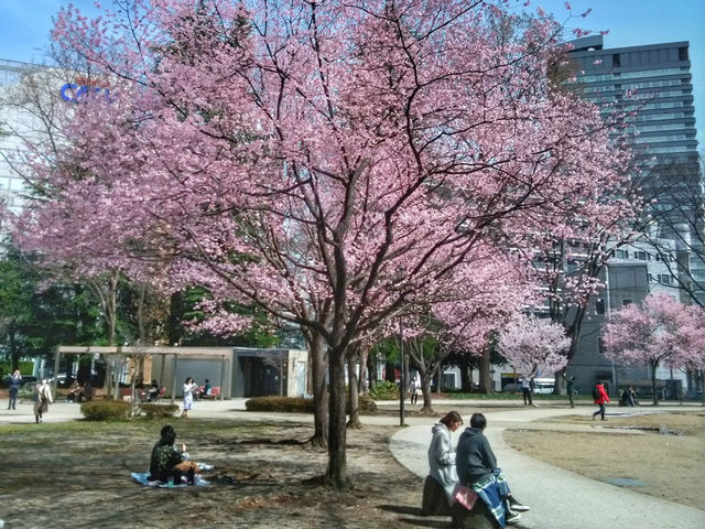仙台錦町公園賞櫻美景