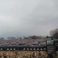 "봄날의 꿈, 청매실농원에서 매화꽃과 함께"