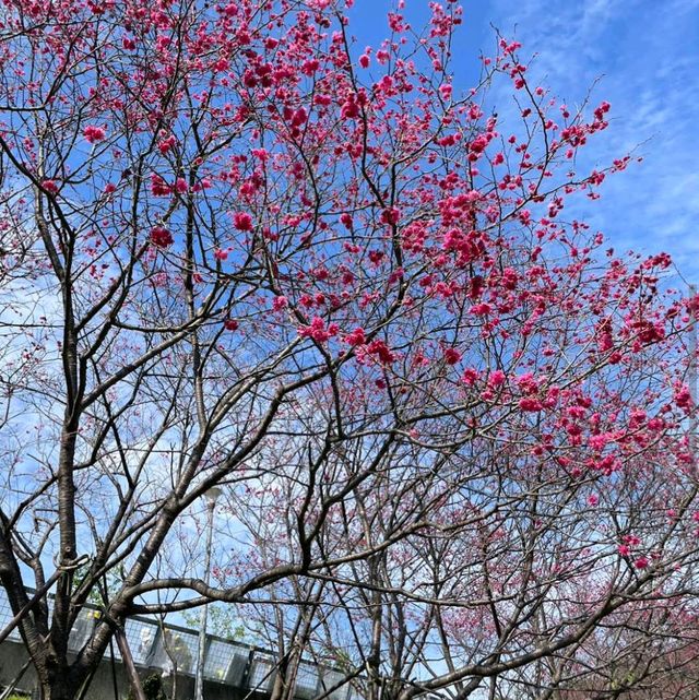 內湖樂活公園