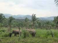 Living Green Elephant Sanctuary near Bangkok/Pattaya