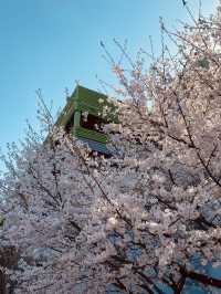 Sunny Strolls in Wolpyeong: Discovering Spring's Cherry Blossom Touches
