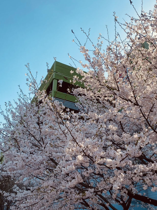 Sunny Strolls in Wolpyeong: Discovering Spring's Cherry Blossom Touches