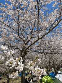 【福岡】桜とネモフィラのコラボが見れる貴重な時期🌸