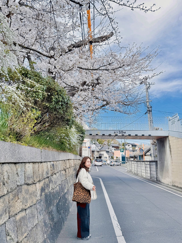 벚꽃이 만개했던 일본 소도시 여행🌸