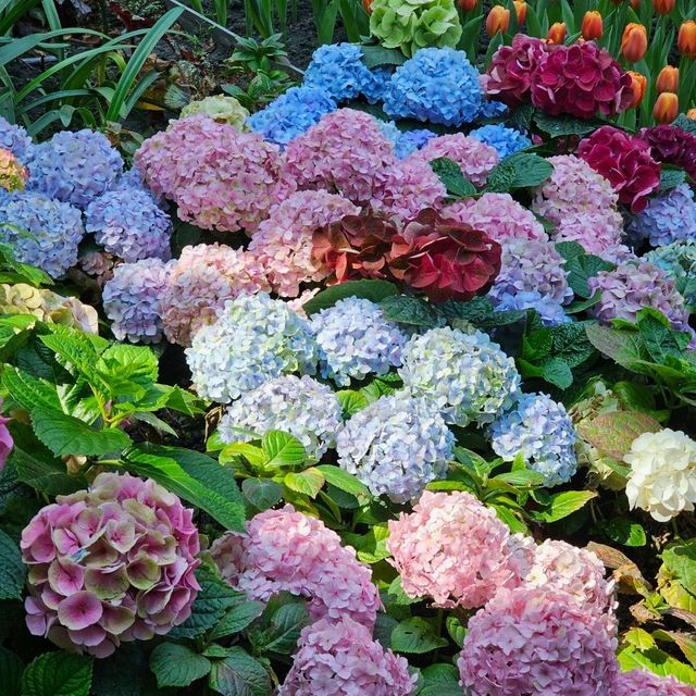ไปชมทุ่งดอกทิวลิปที่ ระยองกัน 🌷