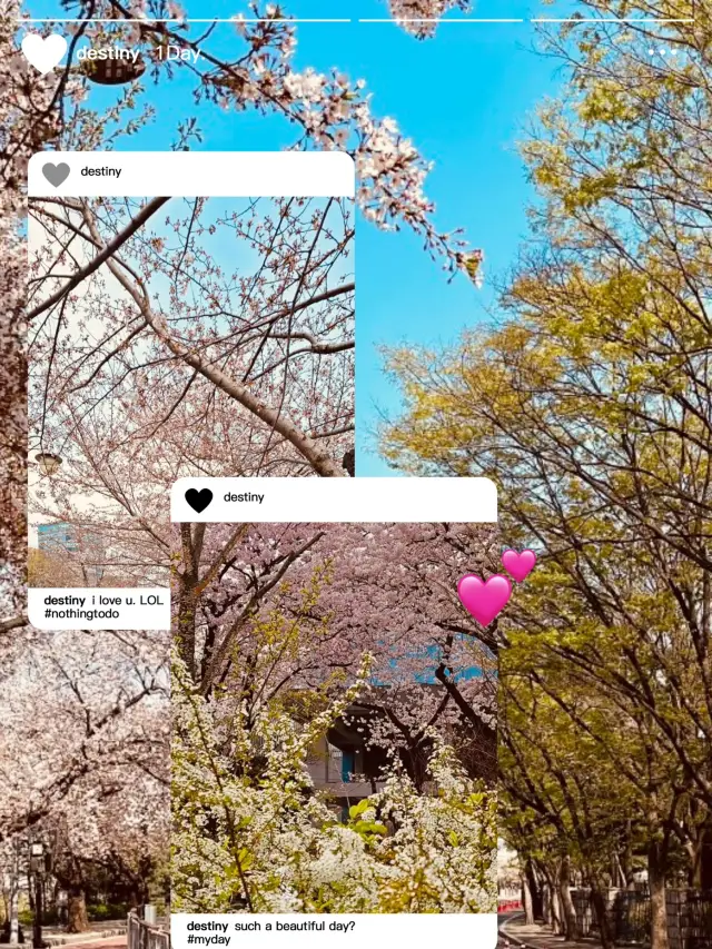 Seoul's Pink Paradise: Yeouido Festival's Unforgettable Floral Tunnel