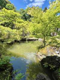 Spring Visit to Jissoin Monzeki: A Peaceful Escape with Blue Maple Leaves