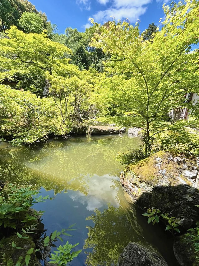 Spring Visit to Jissoin Monzeki: A Peaceful Escape with Blue Maple Leaves