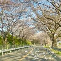 실시간 유채꽃이 만개한 양산 황산공원 💛
