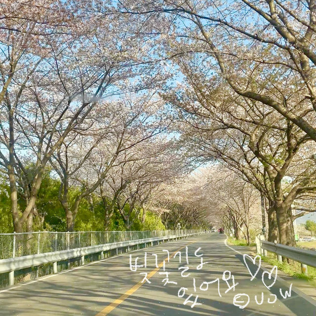 실시간 유채꽃이 만개한 양산 황산공원 💛