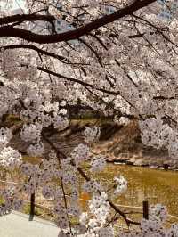 Seoun's Blossoming Fields: A Spacious Spot for Cherry Blossom Viewing 