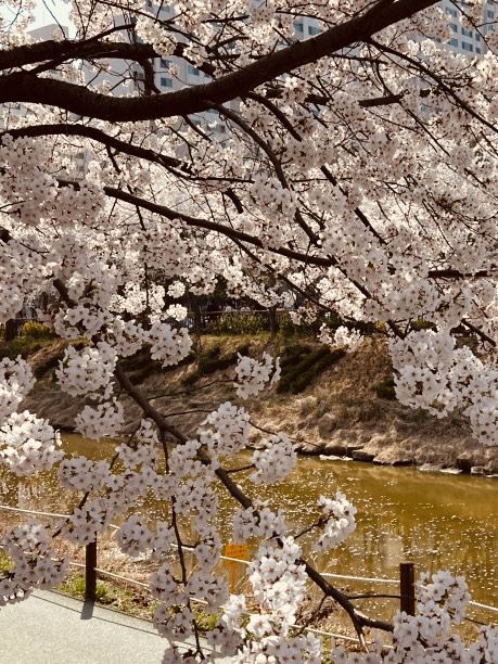 Seoun's Blossoming Fields: A Spacious Spot for Cherry Blossom Viewing 