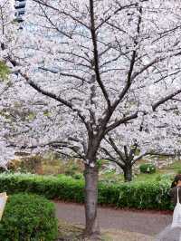 大阪城🌸