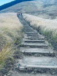 Whispers of Wind in Nara’s Golden Plains