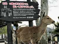 廣島｜嚴禁餵食的宮島鹿 原來是游過來的原住民