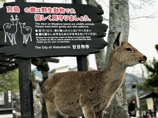 廣島｜嚴禁餵食的宮島鹿 原來是游過來的原住民
