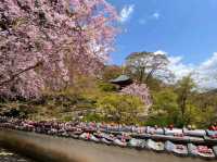 尾勝寺-櫻花與達摩不倒翁，大阪近郊賞櫻。